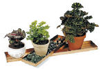 Achla Long Copper Trays