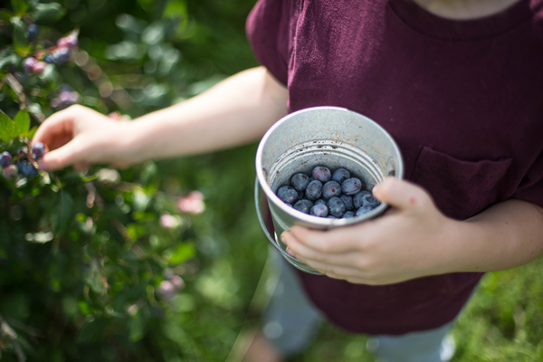 blueberries in small galvanized bucket