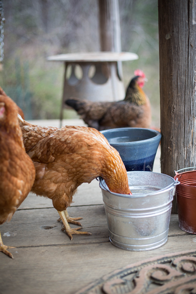 galvanized farm bucket