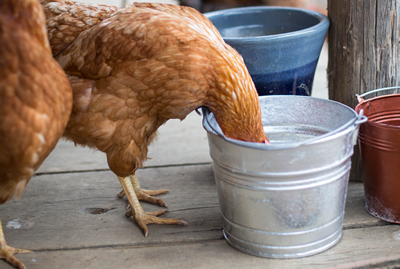 5 Quart Hot Dipped Steel Bucket