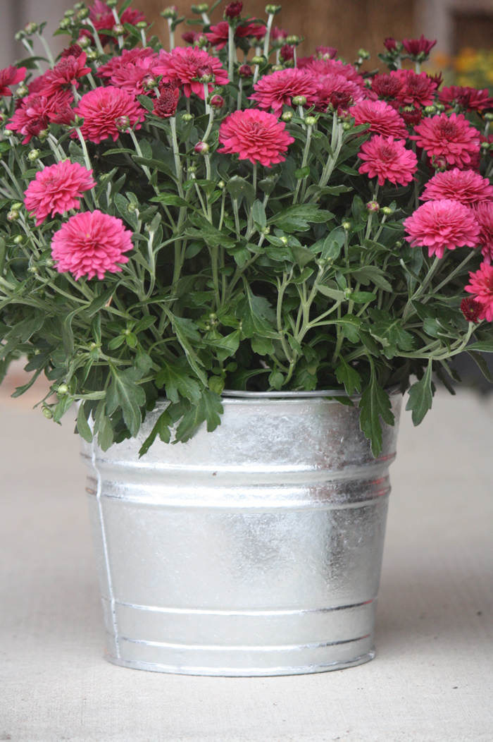 Galvanized Flower Pots