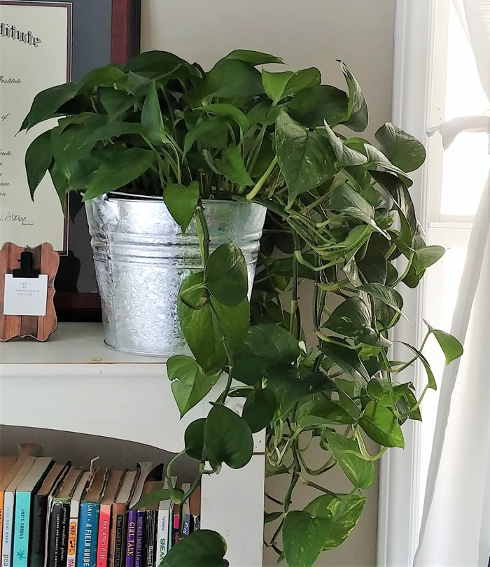 galvanized planter inside