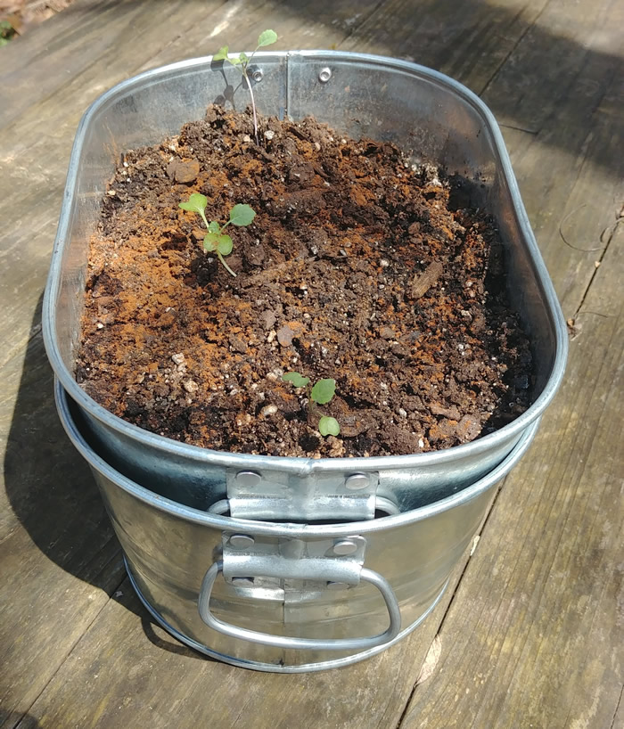 rustic galvanized planter