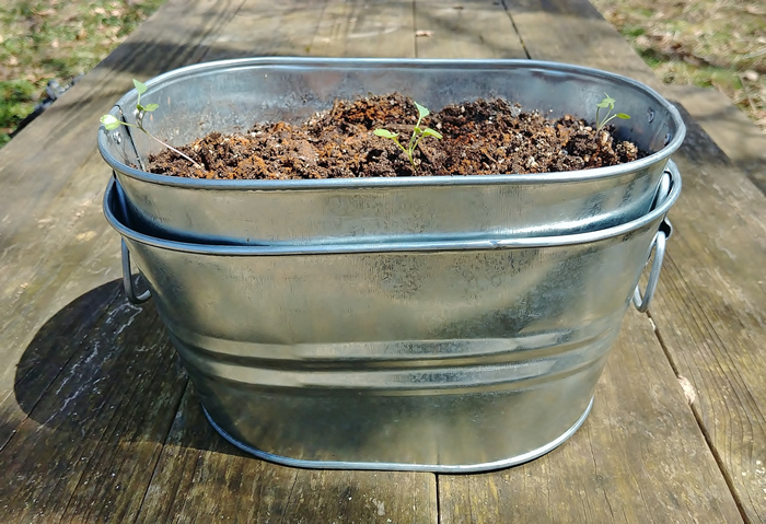 galvanized container planting life hack