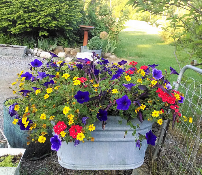 Raised beds in galvanized tubs