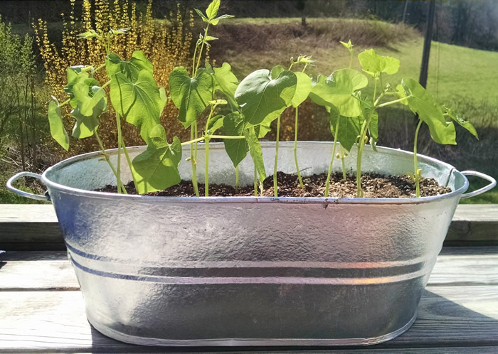 galvanized tub planting