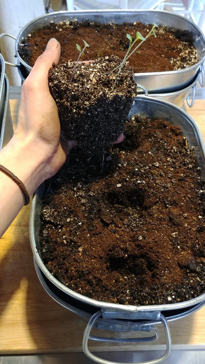 Transplanting kale