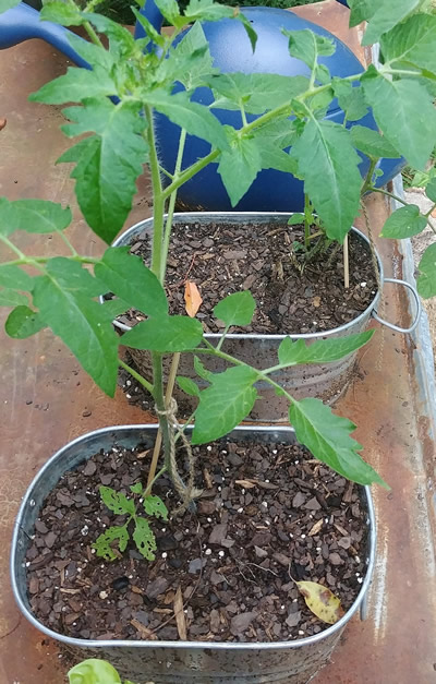 galvanized planter for tomatoes