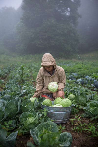 cabbage in a galvanized tub