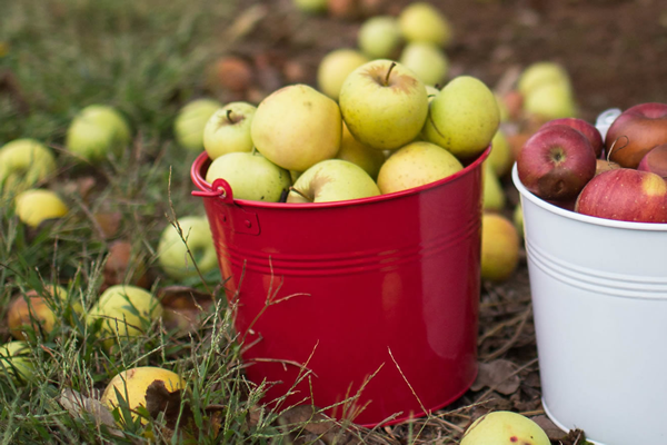 Bucket Ideas for Fall