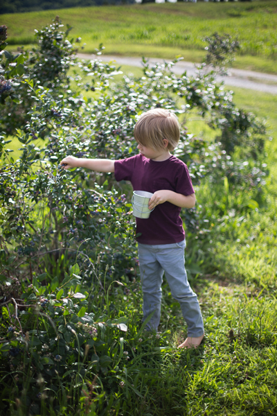 berry picking pail