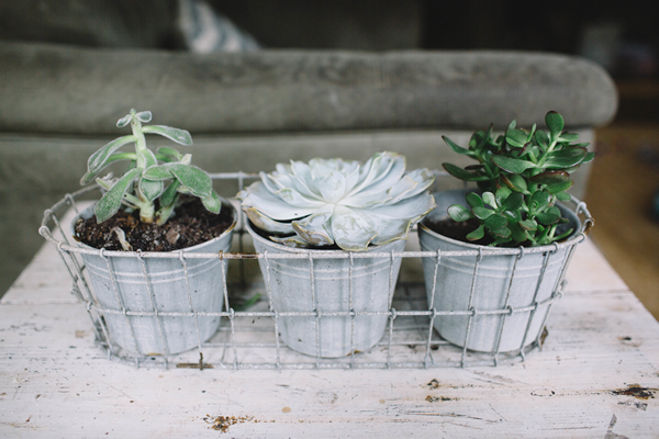 Small Bucket Planter Ideas - Size Mini Pail