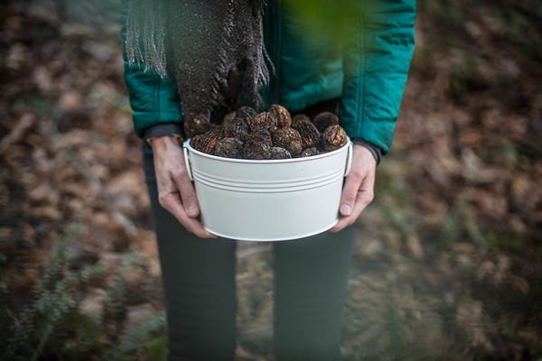 walnuts in white metal bucket