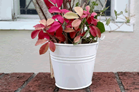 White Mini Buckets