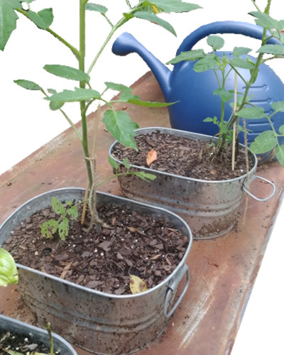 galvanized-metal tomato planter 1 gallon