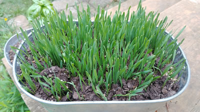 1 gallon galvanized bucket wheat grass garden