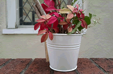 small white tin wedding pail