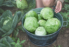 Galvanized Garden Tub 9 Gallon