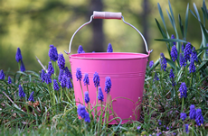 Pink Metal Bucket