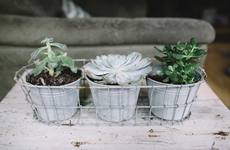 Small Pail Planters